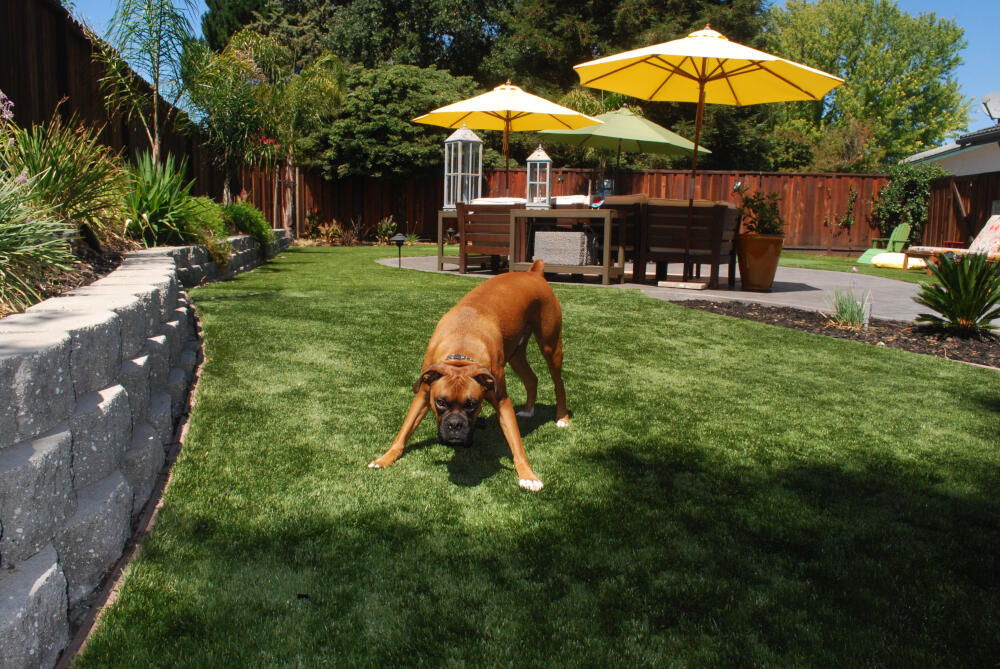 Edmonton pet turf